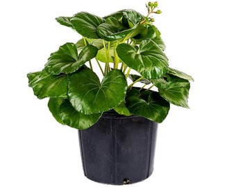 Farfugium Tractor Seat Giant Leopard Live Plant, 3 Gallon, Indoor/Outdoor Air Purifier