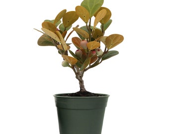 American Plant Exchange Mistletoe Fig Bonsai Tree, 4-Inch Pot, Small Indoor Houseplant, Live Holiday Decor