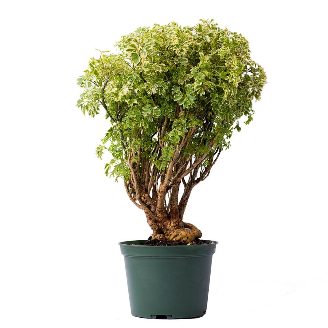 Variegated Ming Aralia Parsley Snowflake Live Plant 6 Etsy