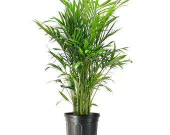 Cat Palm Tree, Large Air Purifying Houseplant, Pet Safe Live Indoor/Outdoor Plant, 10" Pot