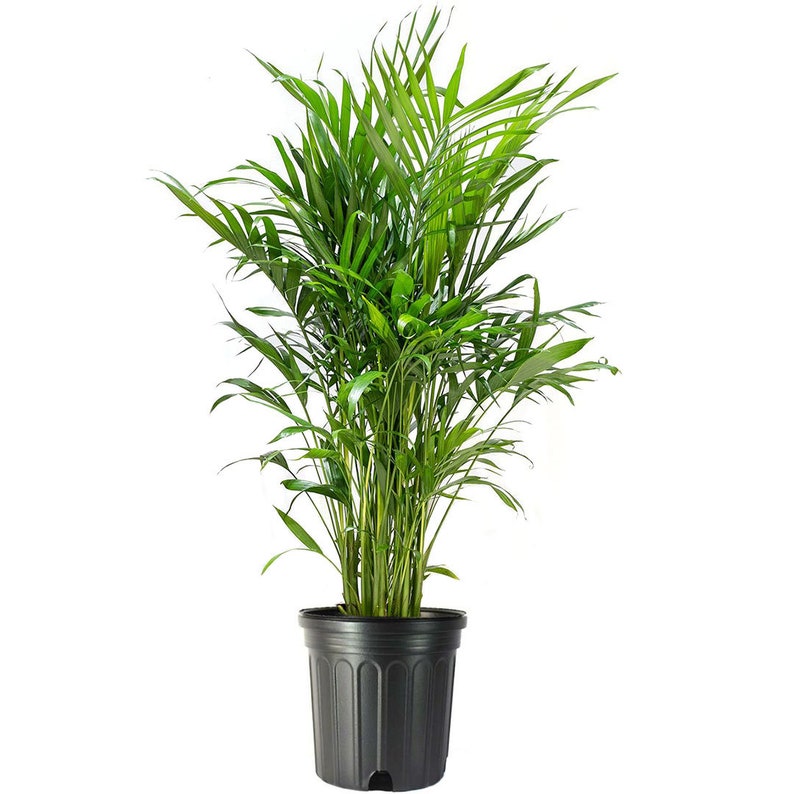 Cat Palm Tree Large Air Purifying Houseplant Pet Safe Live Etsy