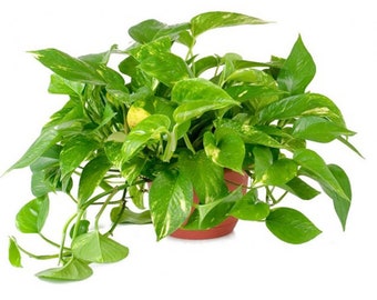 Golden Pothos Live Plant, 4" Pot, Variegated Indoor Air Purifying Houseplant