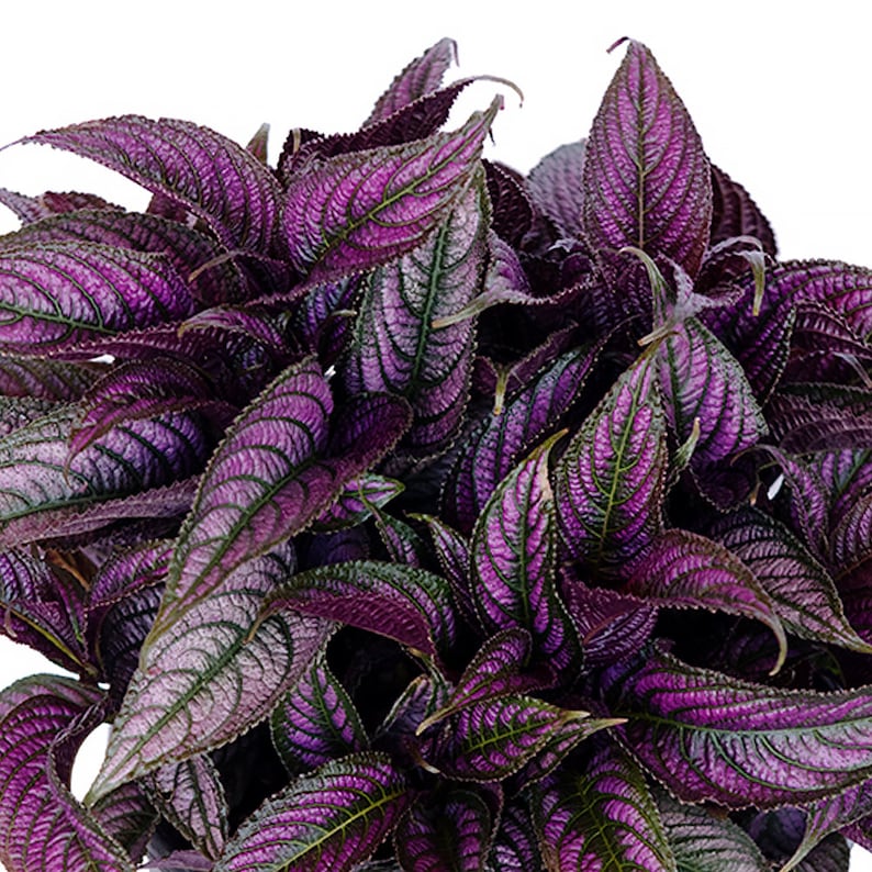 Persian Shield Expert Level Care Houseplant Live Etsy