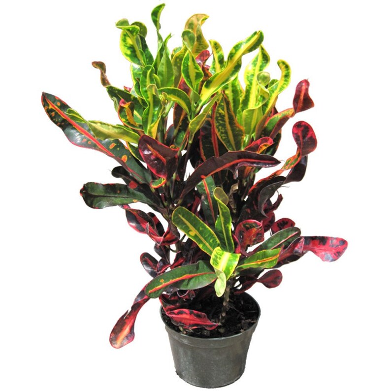 Mammy Croton Live Plant IndoorOutdoor Air Purifier! 6 1 Gallon Pot