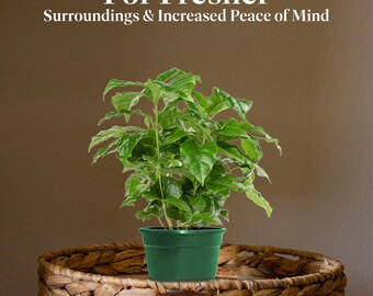 Arabica Coffee Plant, Indoor/Outdoor Air Purifier, Live Plant, 4" Pot, Produces Fragrant Flowers!