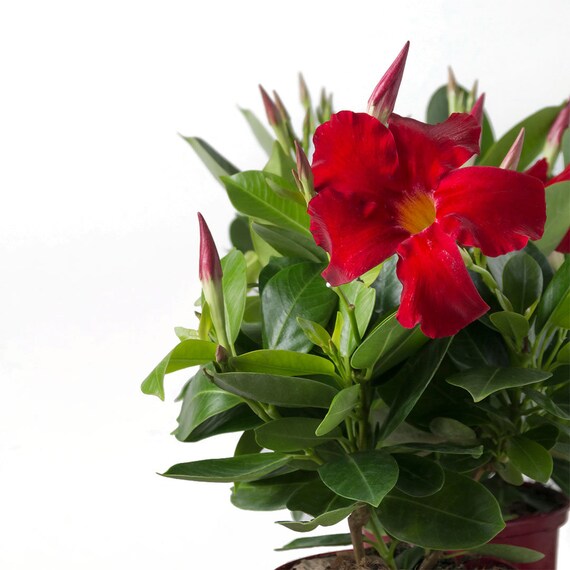 Dipladenia Mandevilla fleurs rouges plante vivante pot de 6 - Etsy Canada