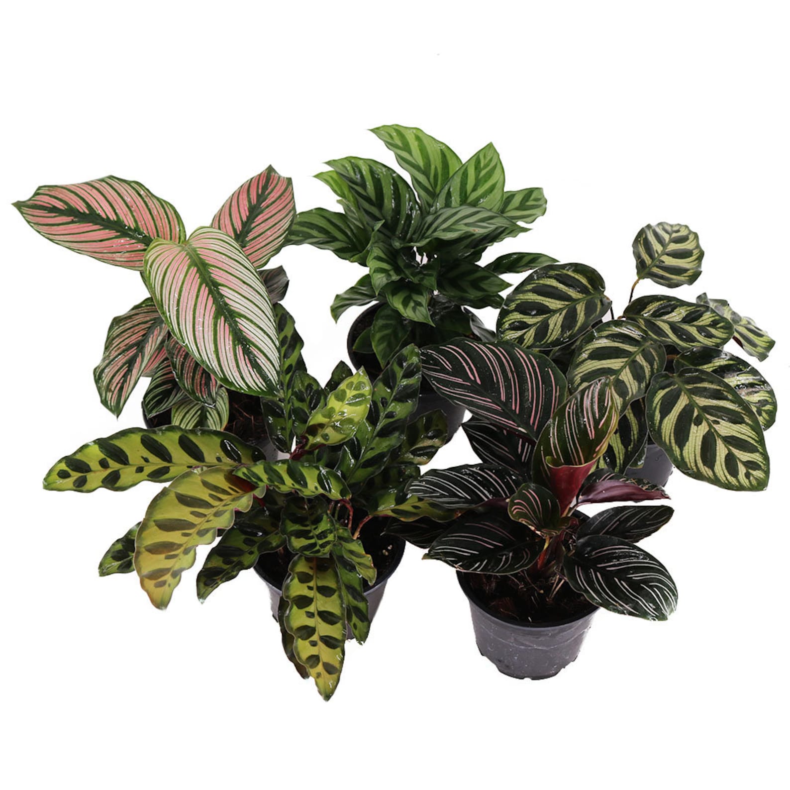 Assorted Calathea 3pk Indoor/outdoor Low Light Pet Safe Air Etsy