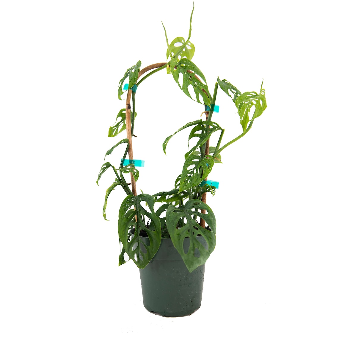 Monstera Adansonii Swiss Cheese Hoop Live Plant 6 Pot image 0