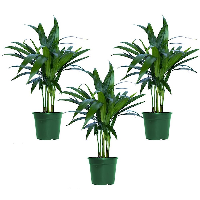 Areca Palm 3 Pack Live Plant, 4 Pots, Top Indoor Air Purifiers image 1