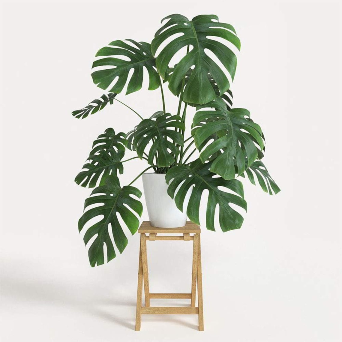 Split Leaf Philodendron Monstera Deliciosa Live Plant 3 image 1