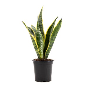 Sansevieria Trifasciata Snake Plant Laurentii, 4" Pot