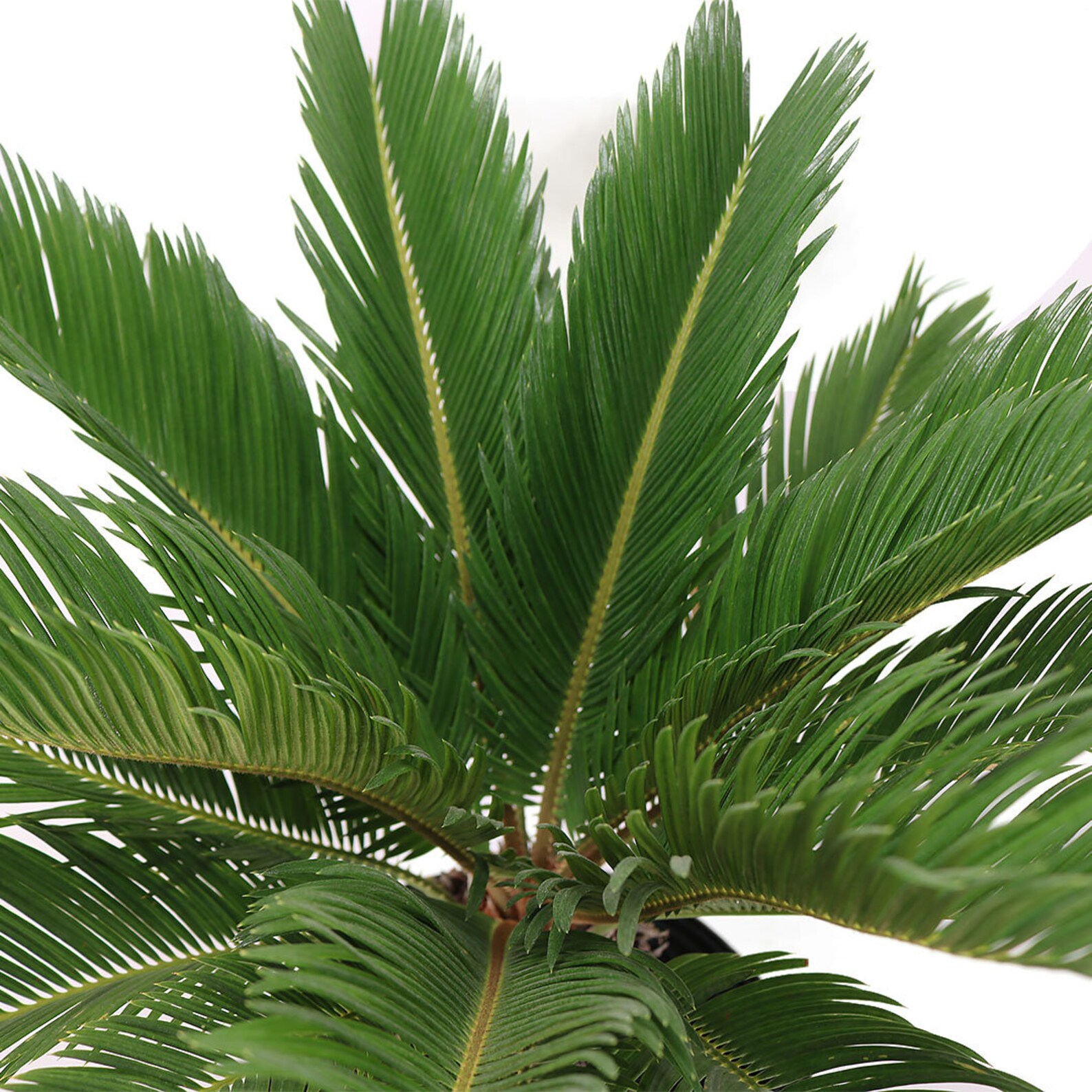 King Sago Palm Tree Live Plant 10 Pot Unique Outdoor Etsy