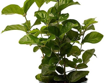 Sambac Arabian Jasmine Low Maintenance Live Plant, 6" Pot, Fragrance, Flowers and Brilliant Green Leaves