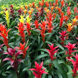 Bromeliad Guzmania Growers Pick Live Plant, 6 Pot, Assorted Colors, Pink, Red, Purple, Yellow, Orange image 6