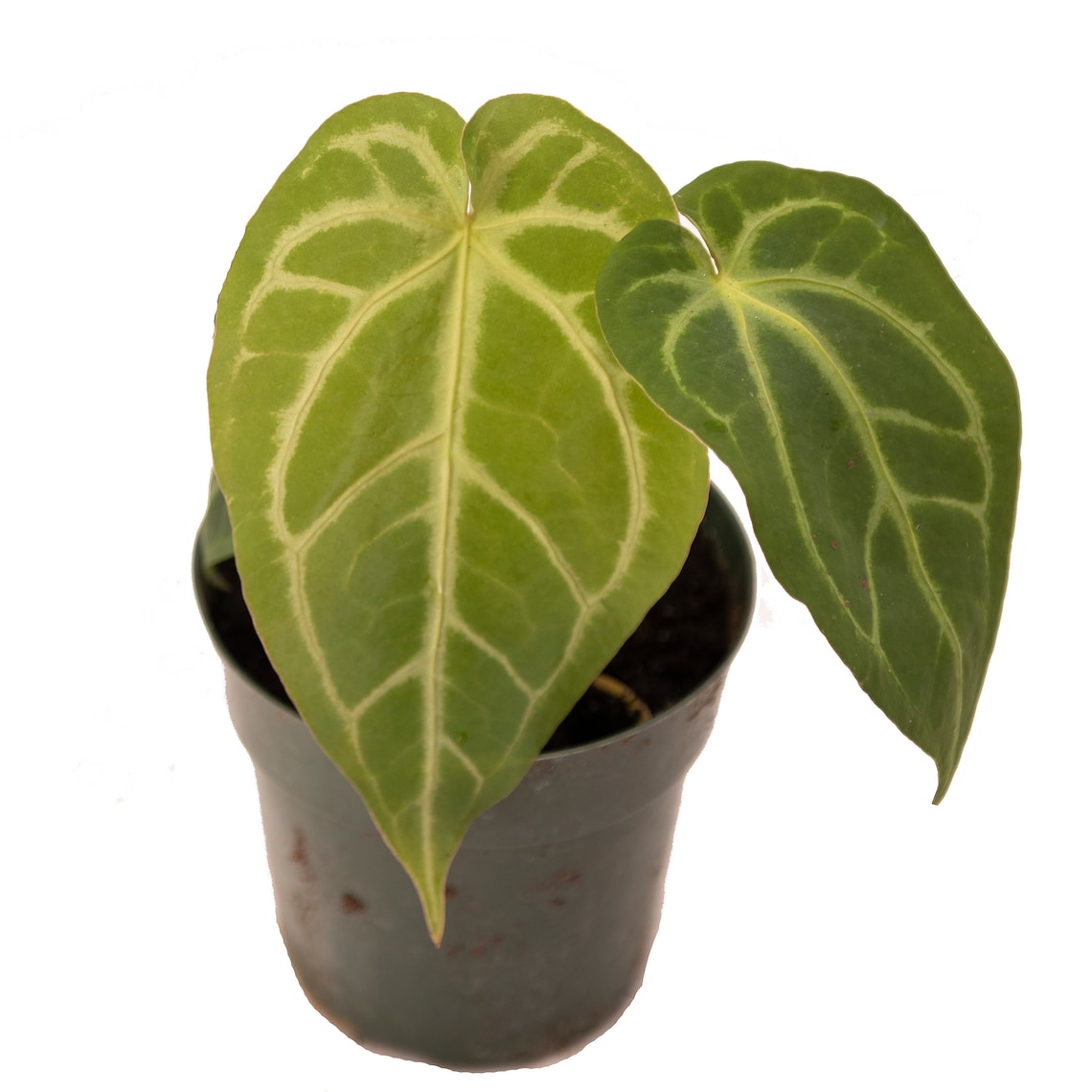 Anthurium Magnificum 6 Pot Live Plant Rare and Exotic image 5