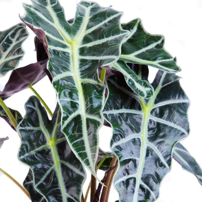 Alocasia Polly Amazon Sheild African Mask Live Plant 6 Etsy