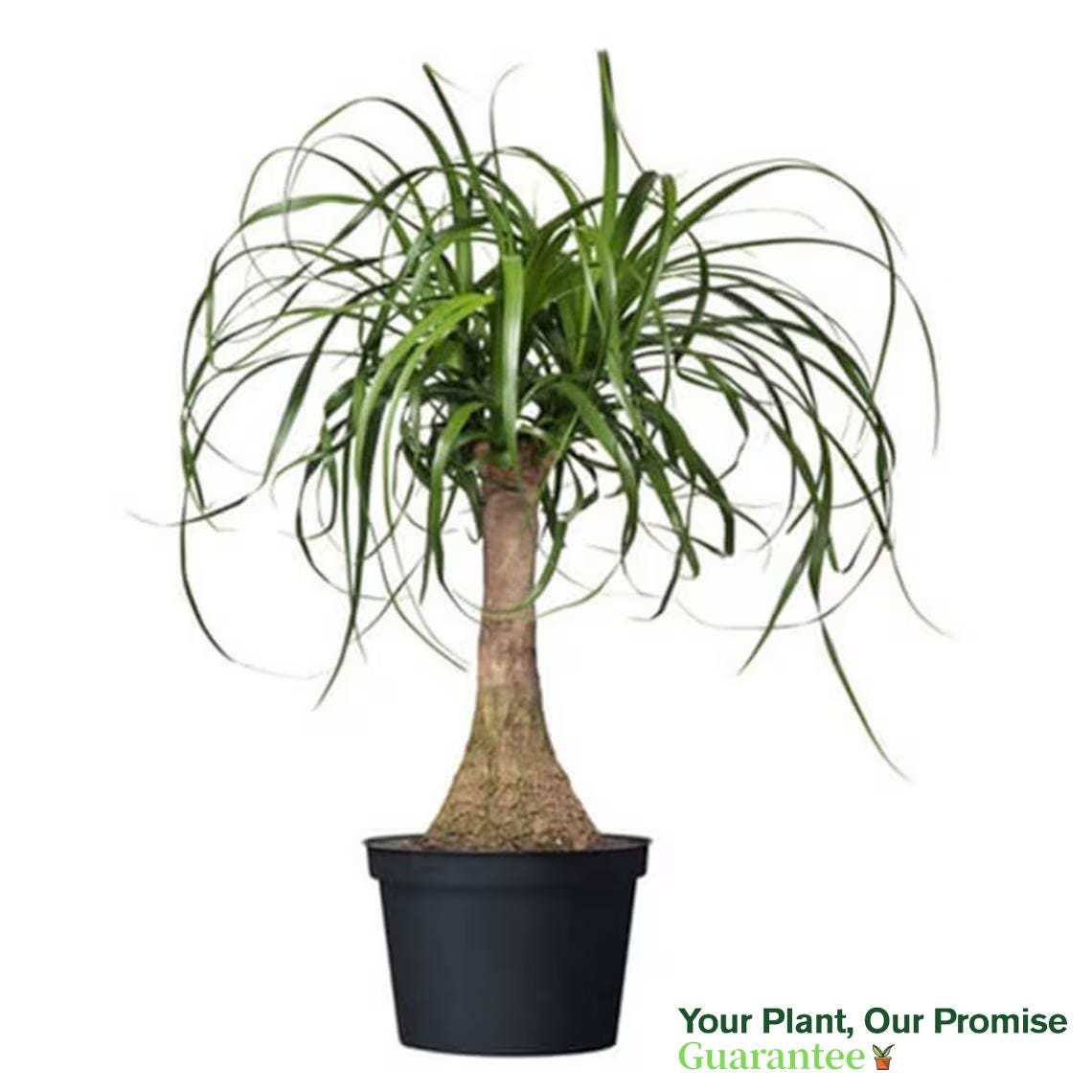 Pony Tail Palm, Elephant Foot Single Stock, 6" Pot, Indoor Air Purifier!