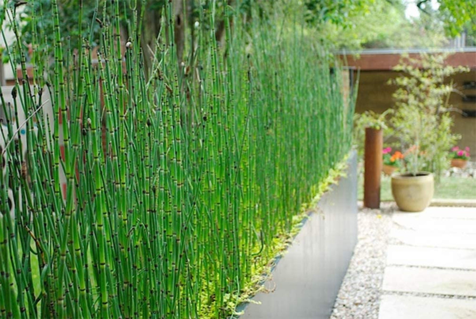 Horsetail Reed Equisetum Hyemale Bamboo Bush Houseplant Easy Etsy