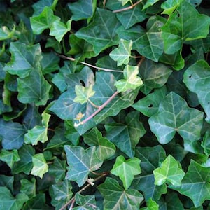 English Ivy Trailing Vine, Top indoor Air Purifier, 6 Pot image 5