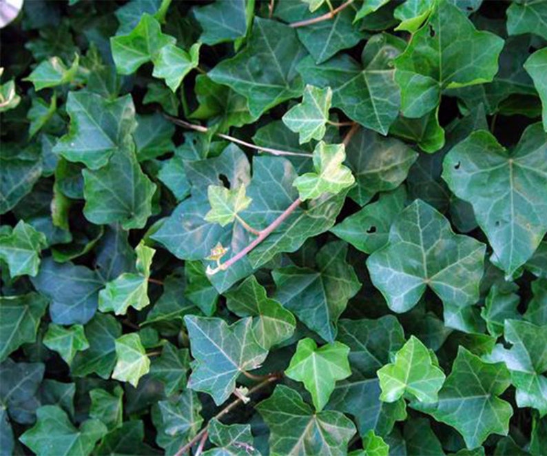 English Ivy Trailing Vine, Top indoor Air Purifier, 6 Pot image 5