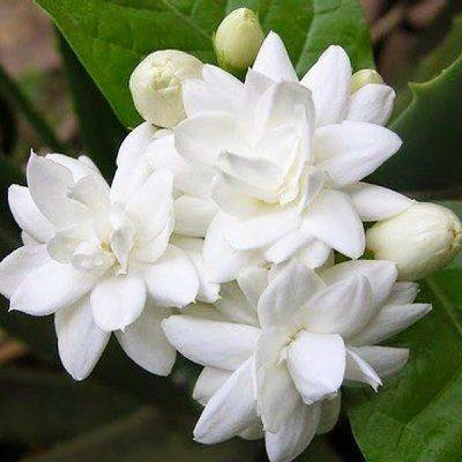 Jasmine Vanilla Premium Fragrance Oil Etsy