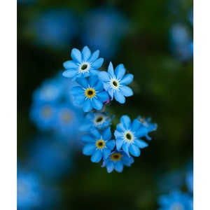 Forget-me-not Flower Photo Print | 8x10 | 11x14 | 16x20