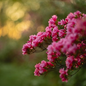 Pink Azalea Flowers Photo Print | 8x12 | 11x16 | 16x24