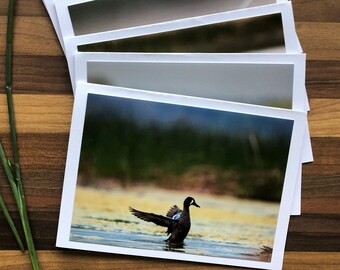 Cartes photo oiseaux de l'Alberta | 6 cartes assorties | Carte de voeux vierge | Ensemble de cartes Oiseau de l'Alberta | de voeux d'oiseau chanteur | Oiseaux du Canada