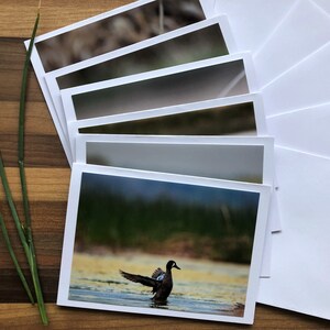 Alberta Birds Photo Cards 6 Assorted Cards Blank Greeting Card Alberta Bird Card Set Songbird Greeting Card Birds of Canada image 2