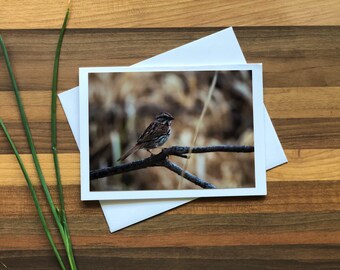 Song Sparrow Card | Blank Greeting Card | 6 Assorted Cards | Alberta Bird Card Set | Songbird Greeting Card | Birds of Canada