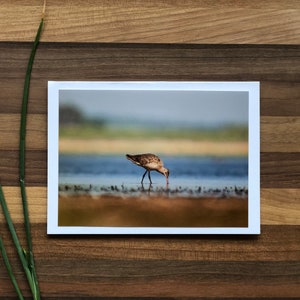 Alberta Birds Photo Cards 6 Assorted Cards Blank Greeting Card Alberta Bird Card Set Songbird Greeting Card Birds of Canada image 5