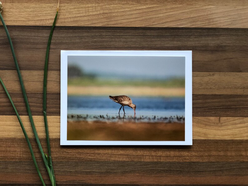 Alberta Birds Photo Cards 6 Assorted Cards Blank Greeting Card Alberta Bird Card Set Songbird Greeting Card Birds of Canada image 5