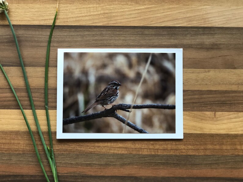 Alberta Birds Photo Cards 6 Assorted Cards Blank Greeting Card Alberta Bird Card Set Songbird Greeting Card Birds of Canada image 7