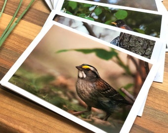 Backyard Birds Photo Cards | 6 Assorted Cards | Blank Greeting Card | Alberta Bird Card Set | Songbird Greeting Card | Birds of Canada