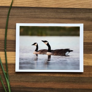 Alberta Birds Photo Cards 6 Assorted Cards Blank Greeting Card Alberta Bird Card Set Songbird Greeting Card Birds of Canada image 4