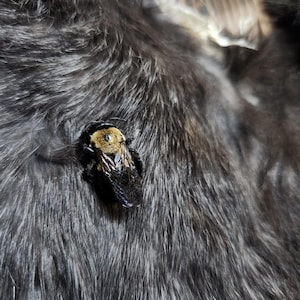 Op de afbeelding: Een close-up van een zwart-gele hommel op een donkergrijs, harig oppervlak.