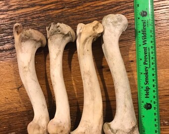 Deer leg bones | Etsy