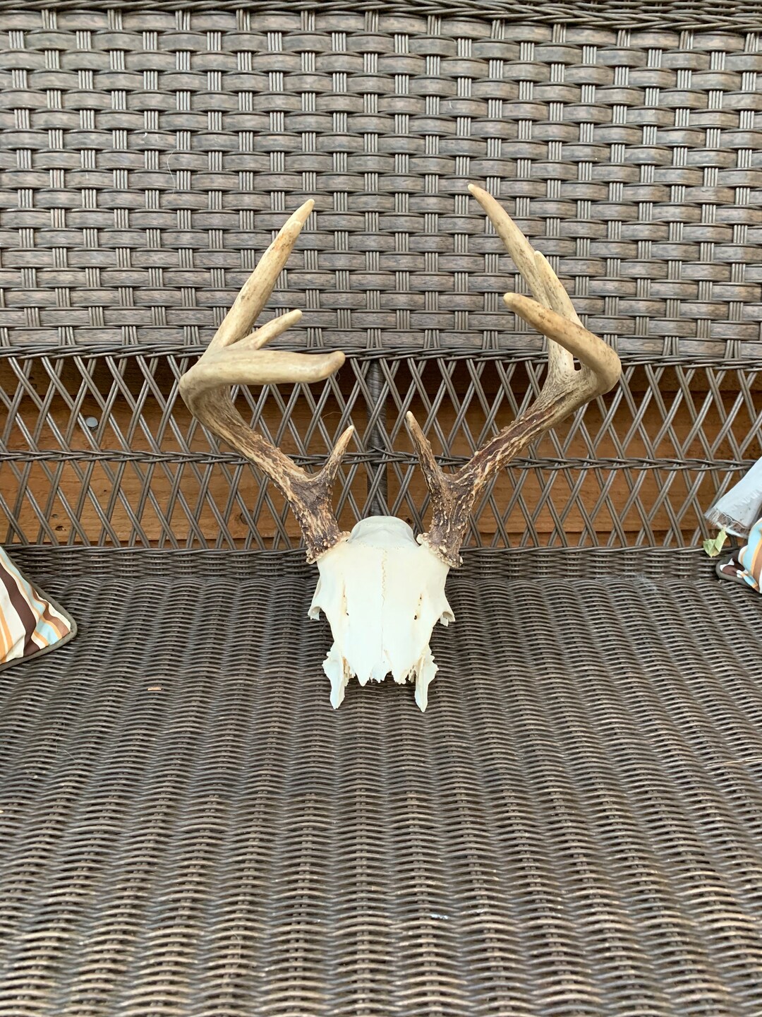 Real Whitetail Deer Skull Cap Mount Etsy