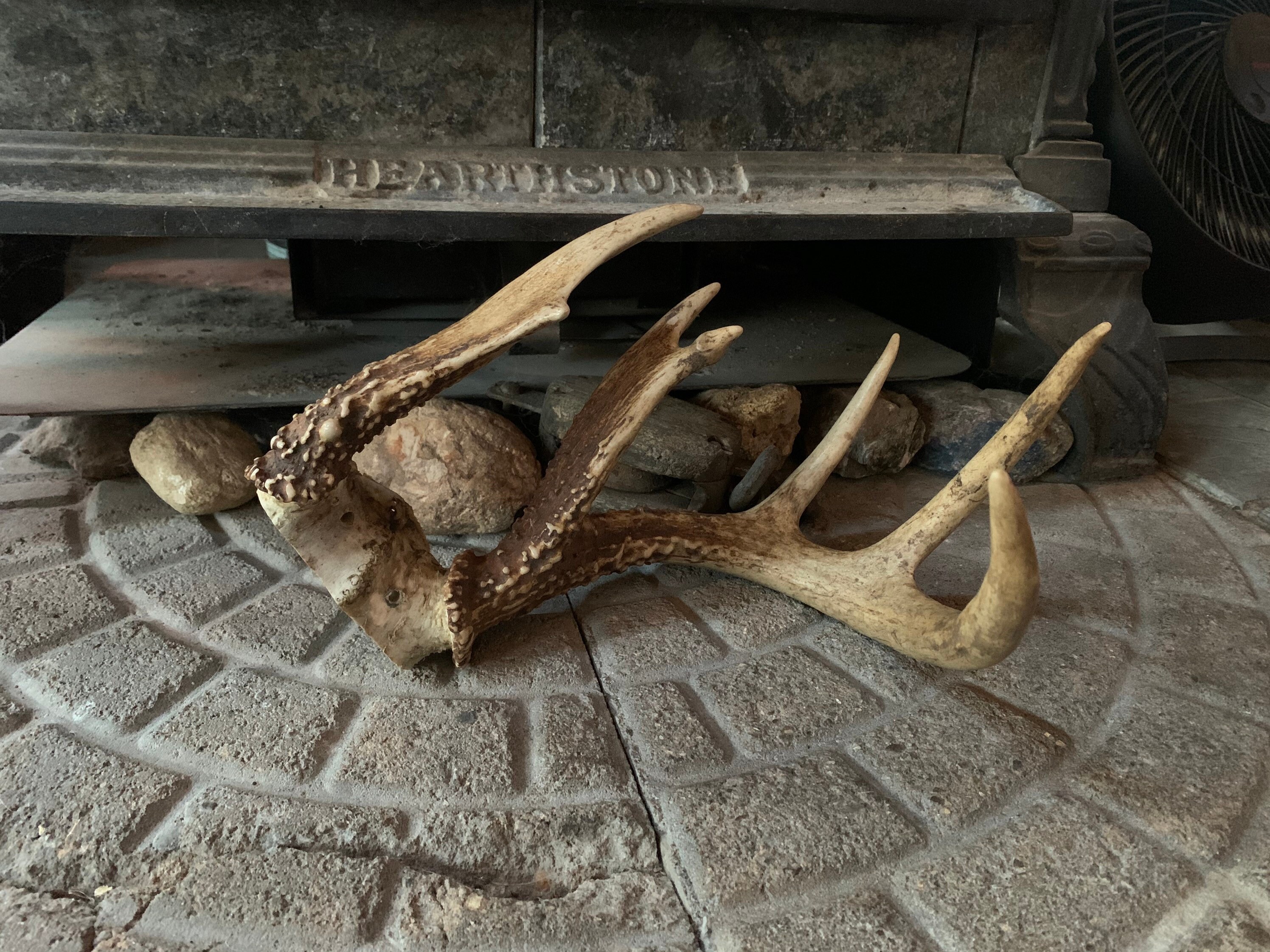 Deer Skull Cap// Antlers // Real Bone Bones & Skulls Home Décor