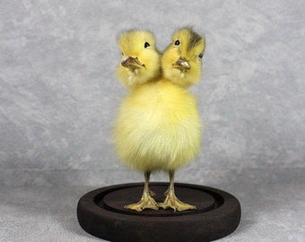 Taxidermy 2 headed yellow duckling manmade freak duckling without base,oddity home decor birthday gift