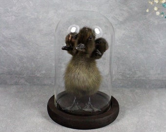 Tierpräparation 3 köpfiges schwarzes Entlein in Glaskuppel montiert. handgemachtes Geschenk Sammlerstück kostenloser Versand nach weltweit