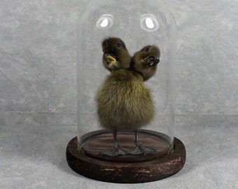 Taxidermie 2 canetons noirs à tête dans un dôme de verre bizarrerie décoration d'intérieur cadeau d'anniversaire surprise