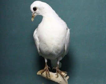 Taxidermie witte duif vredesduif, gesloten vleugel housewarming ambachten onderwijs kerstcadeau