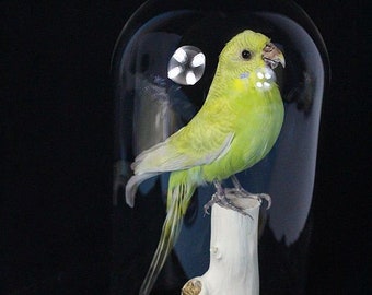 黄色いインコ 出品 剥製の鳥、黄色の閉じた翼のインコ、展示販売、自宅展示、誕生日