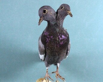 Taxidermy 2 headed pigeon,closed wing dove ,birthday gift good collectables  home decor display 32#