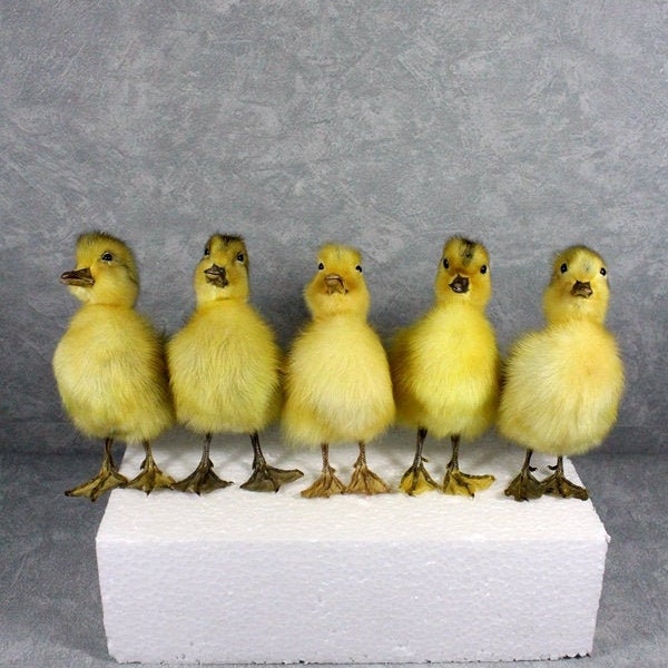 Handmade taxidermy asia yellow duckling,5 ps/set, non base, cute home deco christmas birthday gifts, free shipping to worldwide