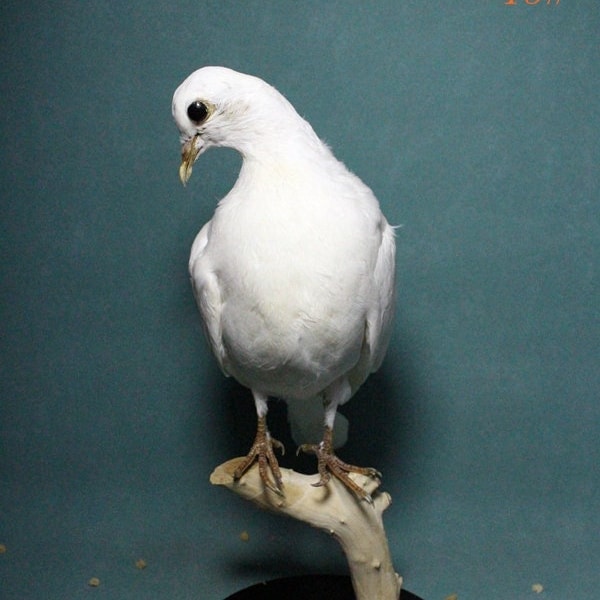 Taxidermy white dove peace pigeon ,closed wing housewarming crafts education christmas gift