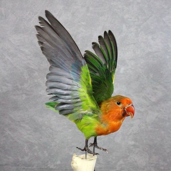 Perroquet vert fait main, véritable taxidermie, oiseau d'amour, aile ouverte, éducation, cadeau d'anniversaire, affichage à la maison, navire dans le monde entier