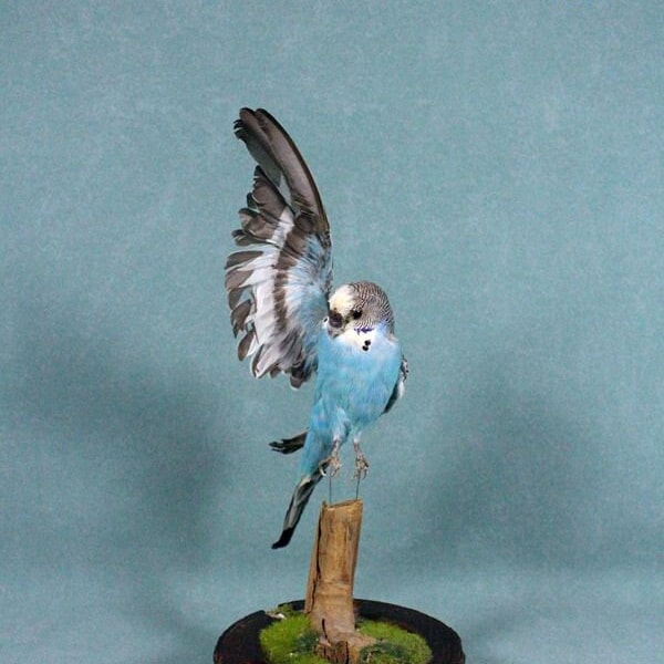 Taxidermy birds blue parakeet half wing spread,home decor house warming crafts birth gift W2#