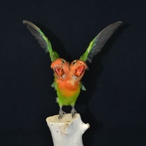 Taxidermy birds 2 headed green parrot love birds flying pose,special birth christmas gift,no base,home deco housewarming collectables